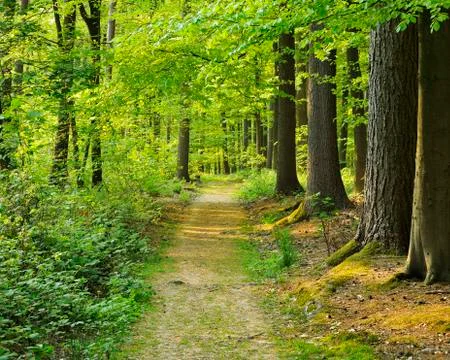 Path through Forest in Spring, Hallerbos, Halle, Flemish Brabant, Vlaams Gewest, Stock Photos
