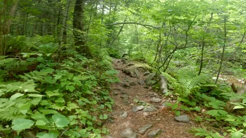 Path through the forest, stream, Primorsky Krai Stock Footage 226418207