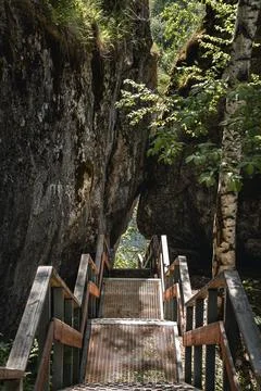 Path through the forest in Summer Stock Photos