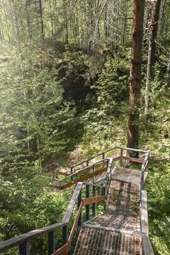 Path through the forest in Summer Stock Photos