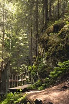 Path through the forest in Summer Stock Photos