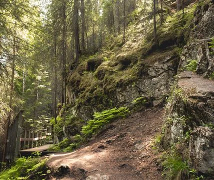 Path through the forest in Summer Stock Photos