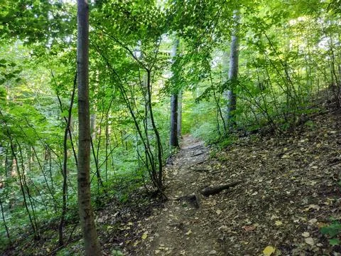 Path through the forest in the summer Stock-Fotos