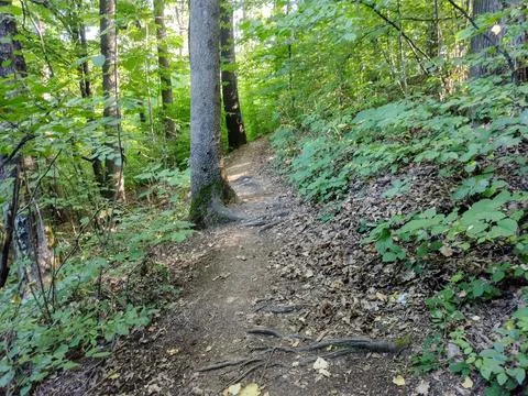 Path through the forest in the summer Fotos Stock