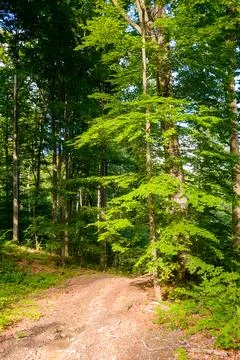 Path through forest in summer Stock Photos