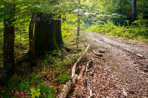 Path through forest in summer Stock Photos