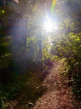 Path through forest in summer Stock Photos