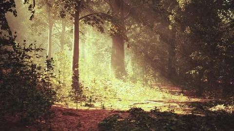 A path through a forest with sun shining through the trees Illustrazione stock