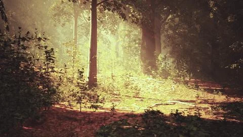 A path through a forest with sun shining through the trees Illustrazione stock