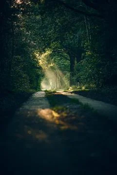 Path through forest with sunbeams on morning Stock Photos