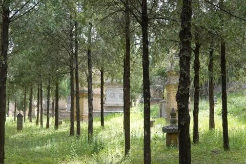 Path Through a Forest of Tall Trees Stock Photos