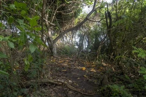 Path through a forest with a tree in the middle Stock Photos