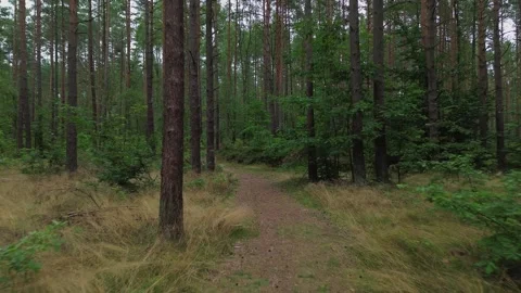 A path through a forest with trees and grass Stock Footage 320568085