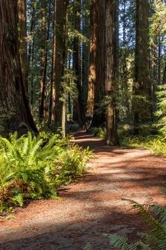 A path through a forest with trees and plants Stock Photos