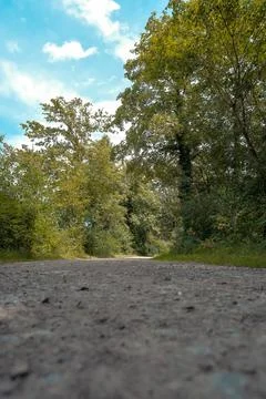 Path through a forest with trees and a clear blue sky Stock Photos
