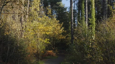 A path through a forest with trees in the background Video stock 298268630
