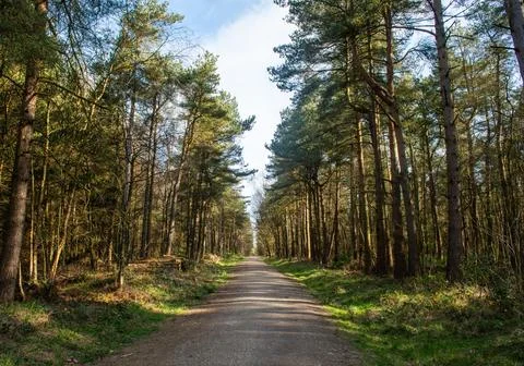 A path through a forest with trees on both sides Foto stock
