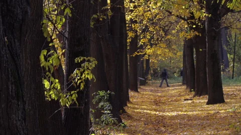 A path through a forest with trees on either side 库存影片 318873360