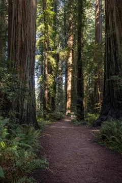 A path through a forest with trees on either side Stock Photos