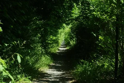A path through a forest with trees on either side 스톡 사진