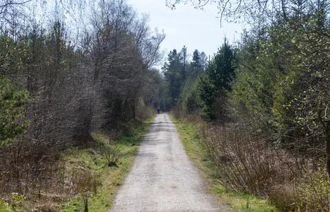 A path through a forest with trees on either side 스톡 사진