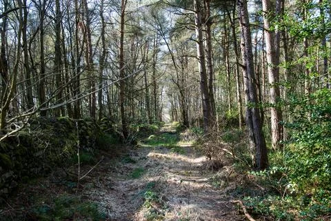 A path through a forest with trees on either side Stock Photos