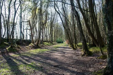 A path through a forest with trees on either side 스톡 사진