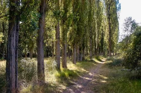 A path through a forest with trees on either side Stock Photos