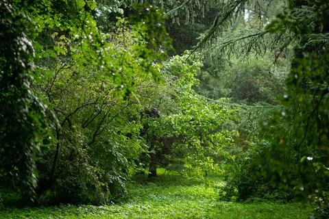 Path through the forest trees, nature green wood Stock Photos