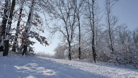 Path through forest under snow slow tilt Stock Footage 73518657