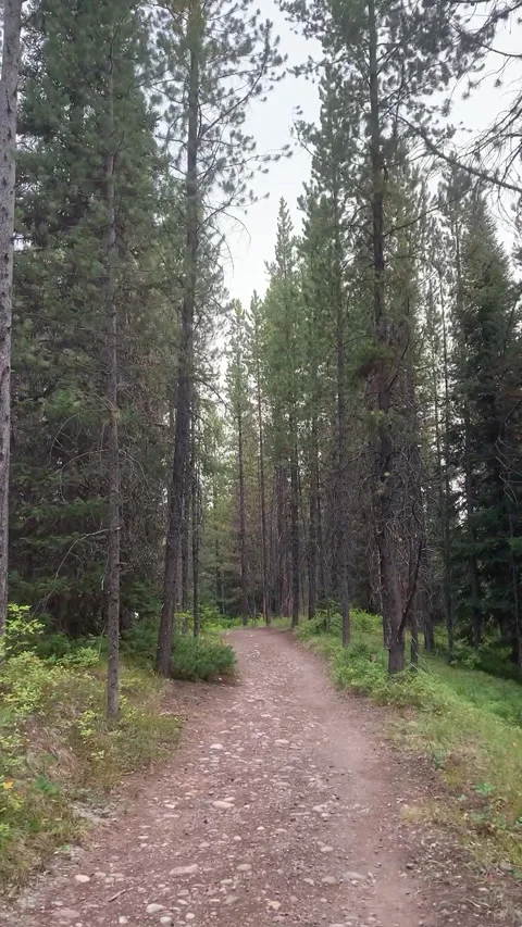 Path Through Forest Vertical Stock Footage 178514575