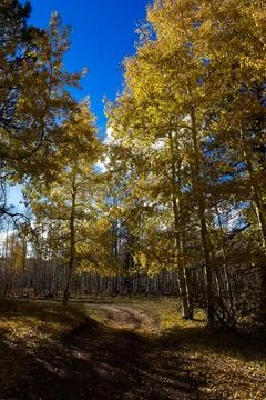A path through a forest of yellow Aspens. Stock Photos
