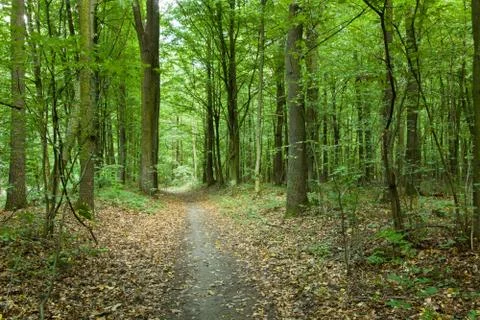 Path through the forest, yellow leaves on the ground Stock Photos