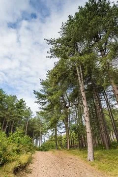 Path through Formby Forest Stock Photos