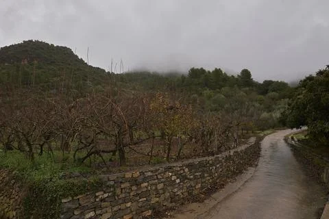 A path through fruit trees, cold landscape Stock Photos