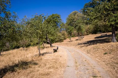 Path through a golden hillside Stock Photos