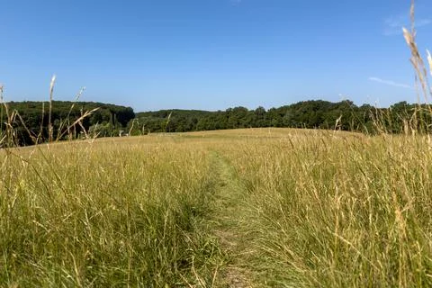 Path through the golden meadow 스톡 사진