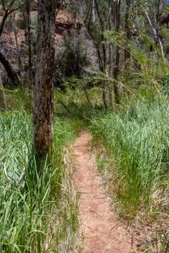 Path through grass and eucalyptus trees at the bottom of Dales Gorge at Karij Stock-Fotos