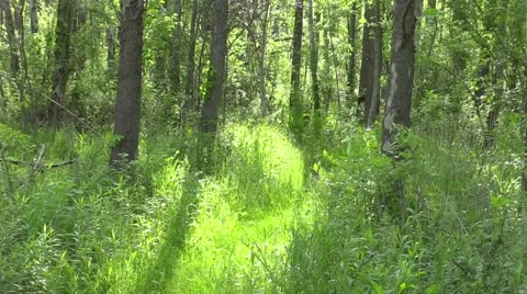 Path through grass in forest nature scenic Stock Footage 50411546