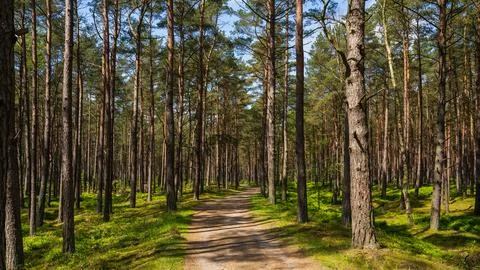 Path through green coniferous forest. Clear sunny day. Place for hiking. Stock Photos