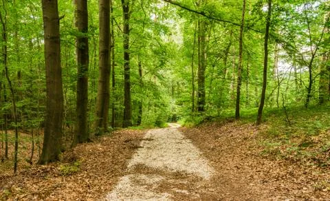 Path through green deciduous forest trees Stock Photos