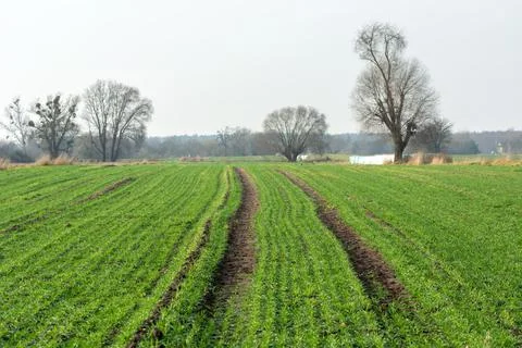 A path through a green field with winter grain Stock Photos