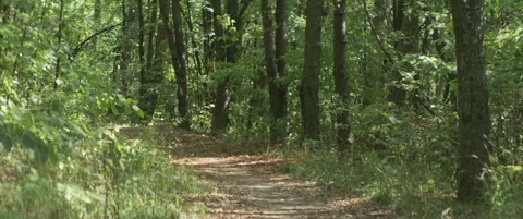 Path through the green forest 4K scope video Stock Footage 317876742