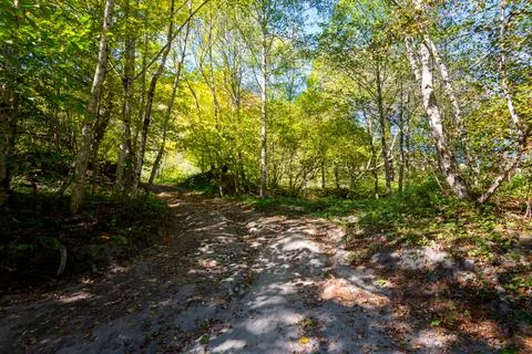 Path through a green forest in bright sunshine Stock Photos