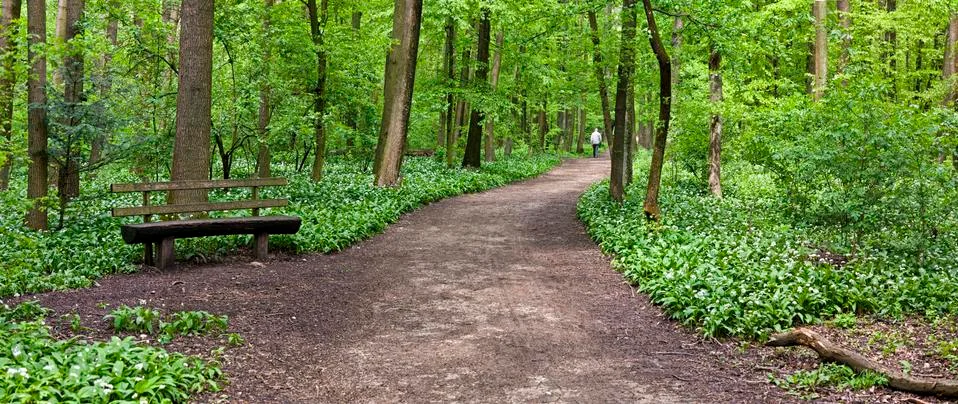 Path through a green forest Фото
