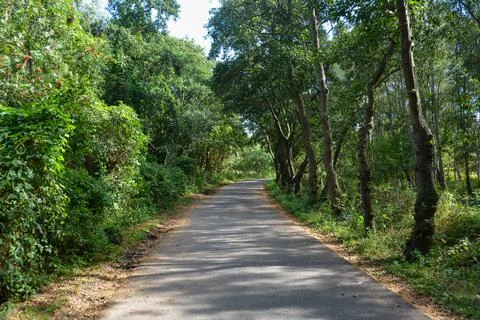 Path through a green forest Foto stock