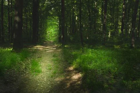 Path through a green forest, sunlight and shadows Stock Photos