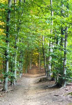 Path through green forest with sunlight. Stock Photos