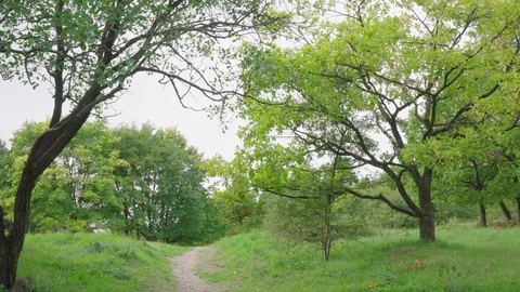 Path through a green park Stock Footage 96077069