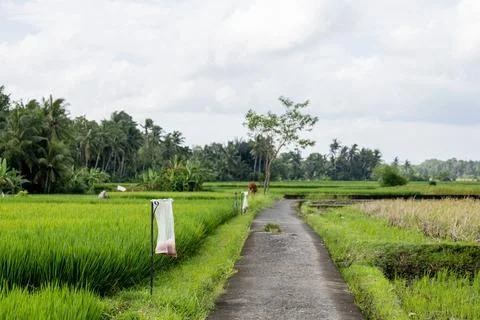 Path Through Green Rice Fields in Ubud Stock Photos